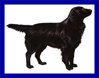 a well breed Flat-coated Retriever dog